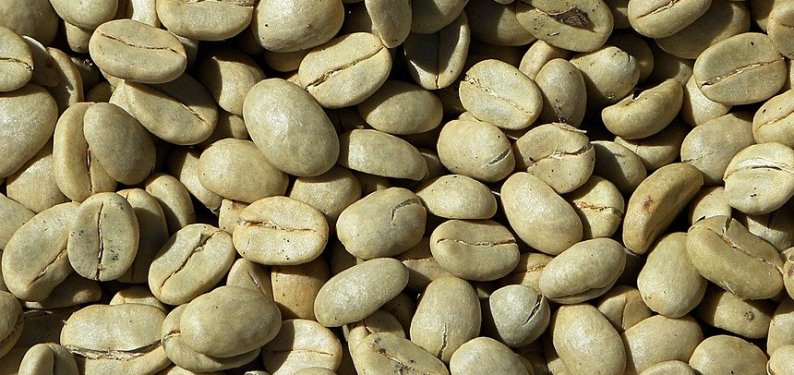 Чем зеленый кофе помогает при похудении: все секреты по использованию (как заваривать и пить)