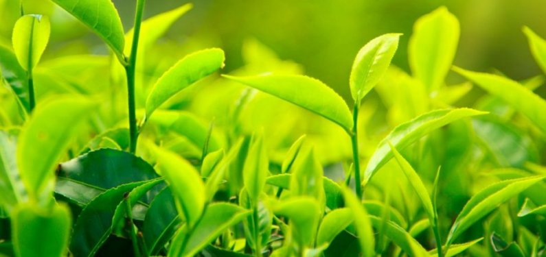 Экстракт зеленого чая для похудения: все о реальной пользе добавки