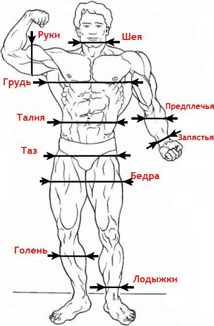 Окружность плеча на максимуме дельтовидной мышцы как измерить
