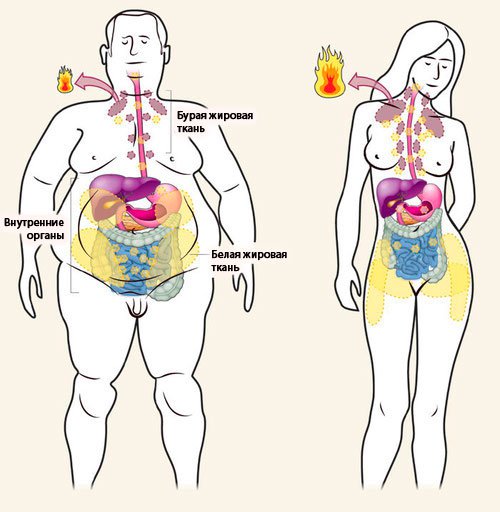 Белый, подкожный, висцеральный: 5 главных видов жира в теле человека