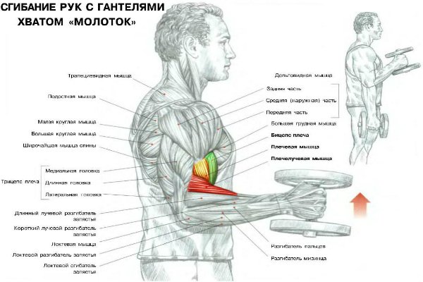 Подъем на бицепс молот