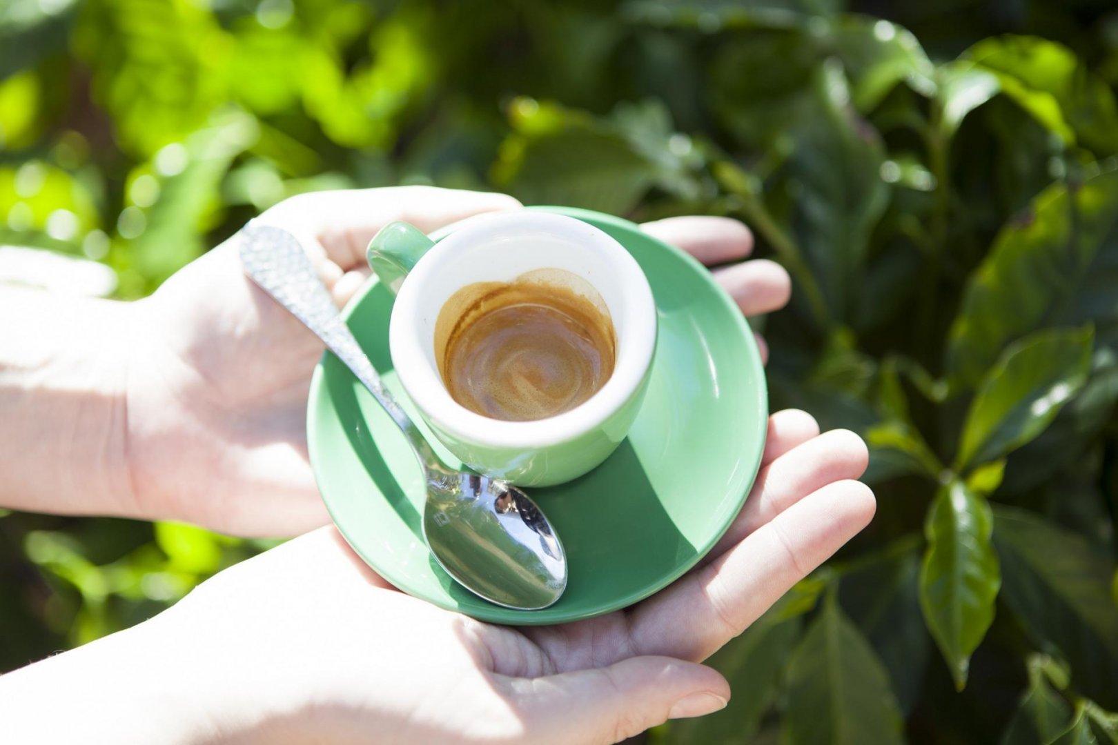 Польза зеленого кофе при похудении